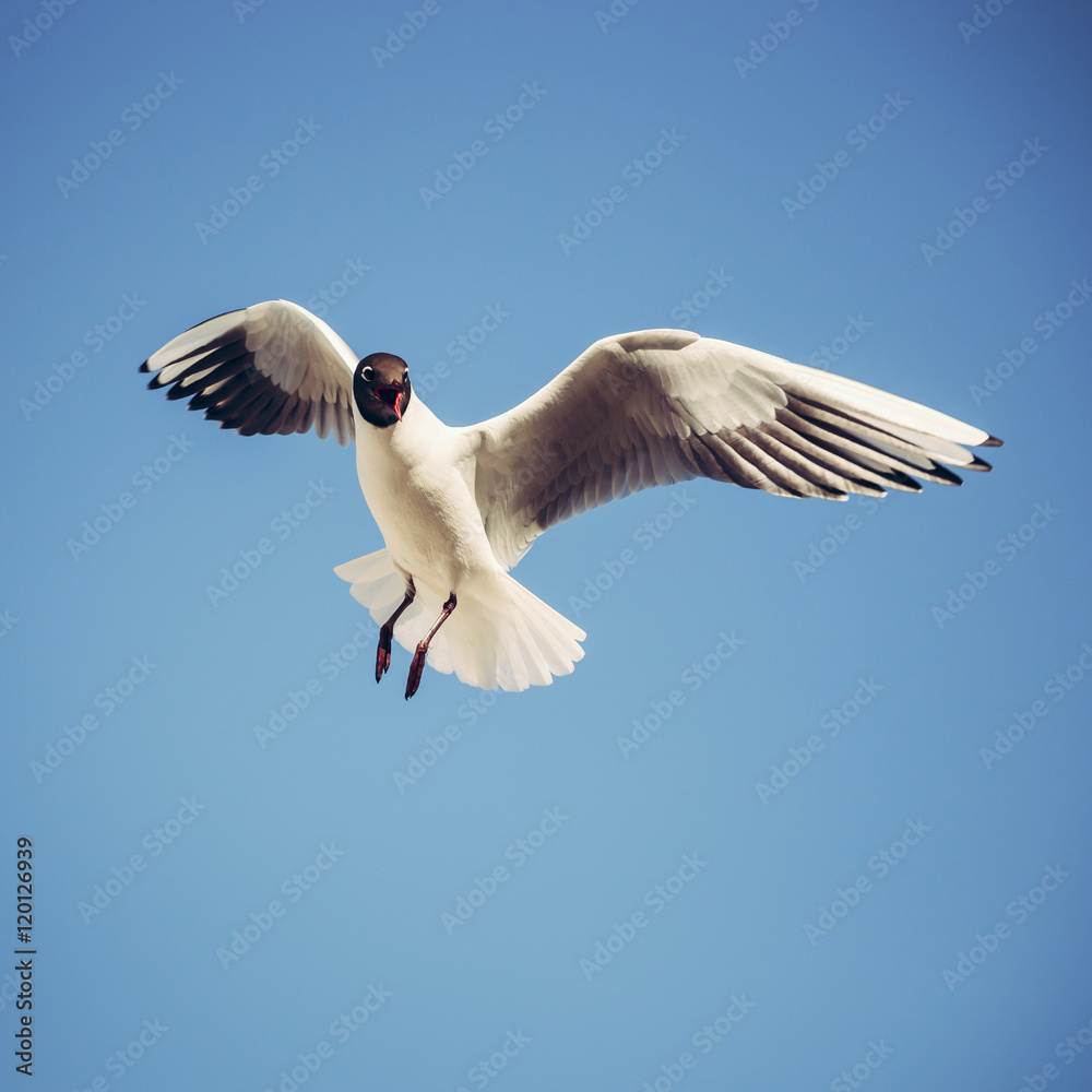 Flying seagull in the sky Flying seagull in the sky