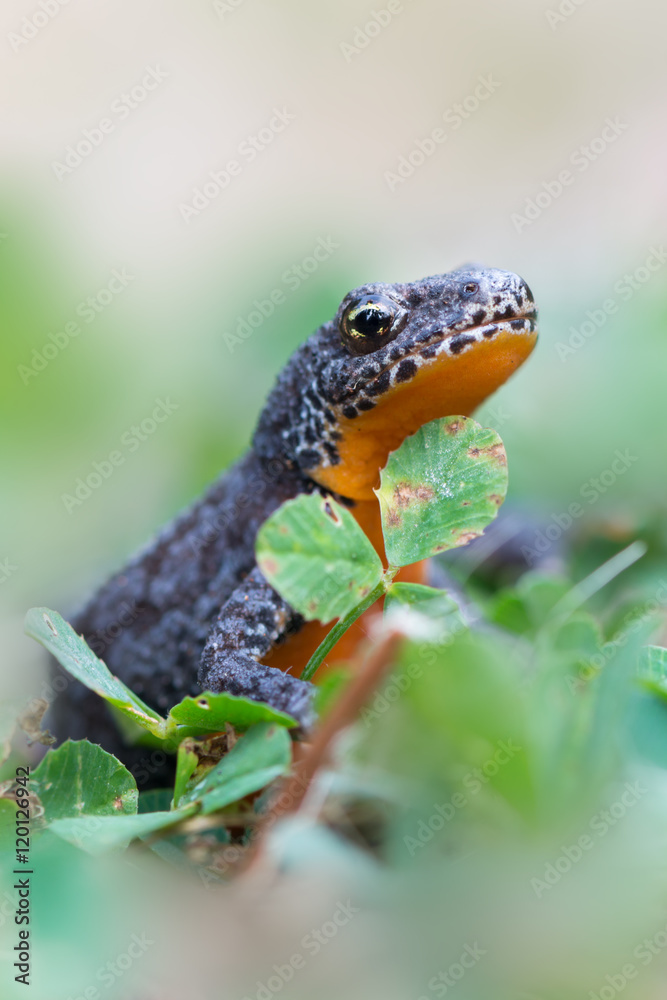 Fototapeta premium Alpine newt - Ichthyosaura (Triturus) alpestris