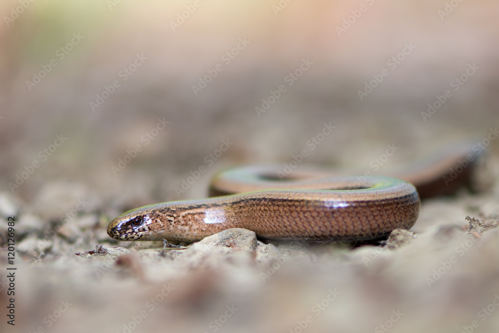 Fototapeta premium a young Blindworm on ground
