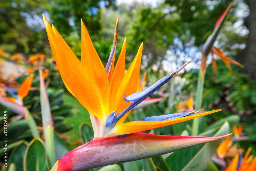 Fototapeta premium Bird of Paradise flower, Strelitzia
