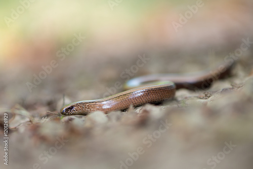 a young Blindworm on ground photo