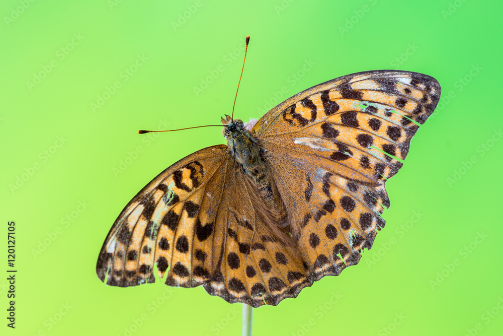 silver-washed fritillary - Argynnis paphia silver-washed fritillary - Argynnis paphia