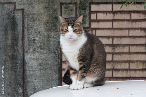 Portrait of a sleepy tabby and white stray cat sitting on a white car roof against a textured brick wall