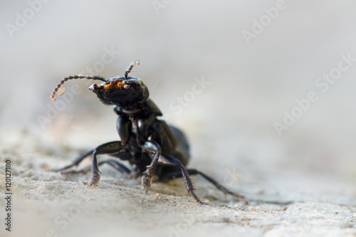 Devil's coach-horse beetle - Ocypus olens