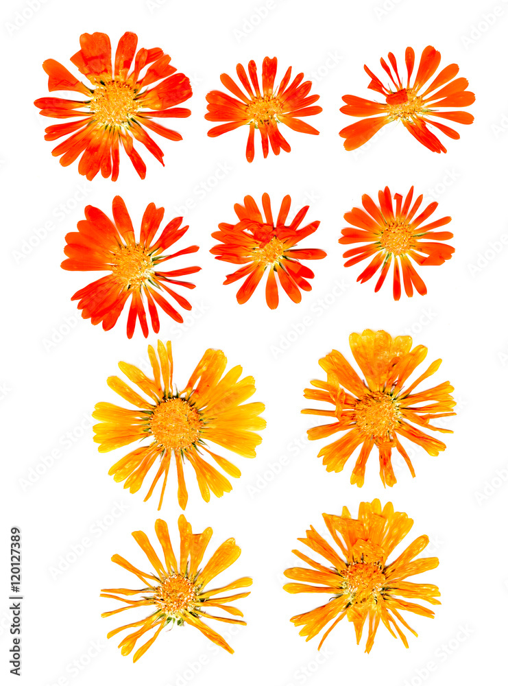 pressed  calendula flowers and petals