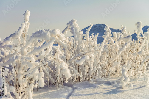 Winter background of bushes in hoarfrost