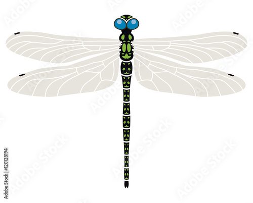 vector abstract dragonfly symbol