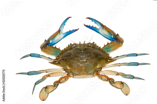 Fototapeta samoprzylepna Blue crab isolated on white background