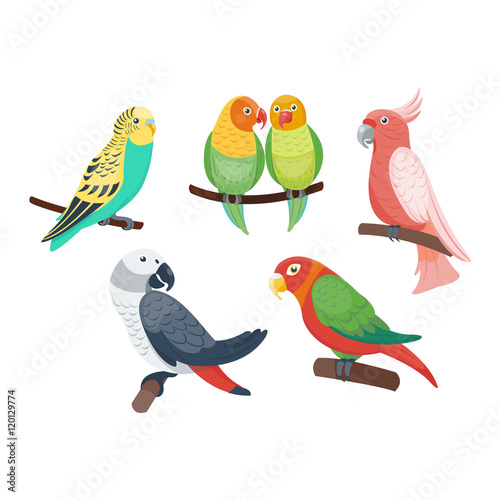 Cartoon parrots set and parrots wild animal birds. Tropical parrots feather zoo birds, tropical fauna macaw flying ara. Various cartoon exotic birds set with parrots vector illustration. © creativeteam