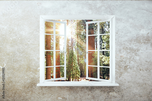 Fototapeta Białe okno z widokiem na las