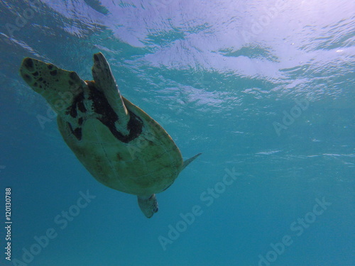 Turtle diving