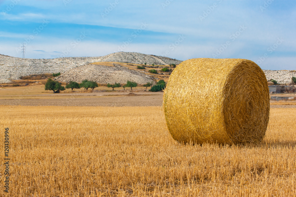 wheat field with packed hay rolls, hay bales