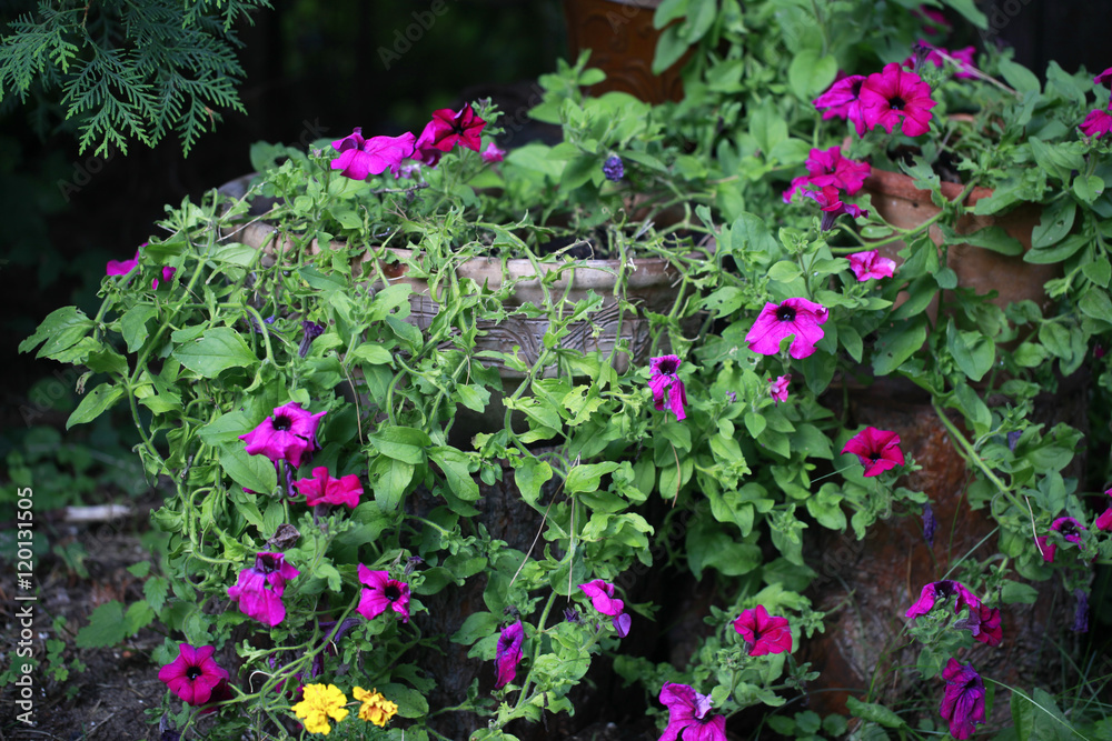 bajkowy ogród - donice kamienne donice na pniach z fioletowymi kwiatami