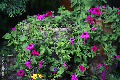 bajkowy ogród - donice kamienne donice na pniach z fioletowymi kwiatami