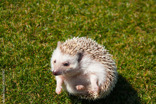 Rounded hedgehog on the lawn