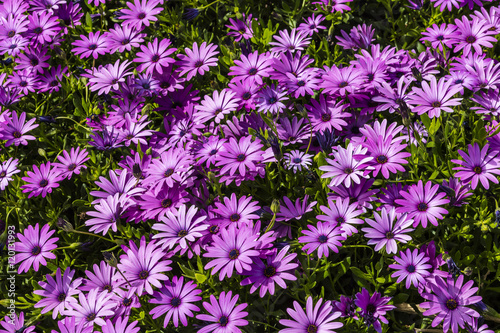 Fototapeta Naklejka Na Ścianę i Meble -  Carpet of Purple osteopermum African daisies close-up.