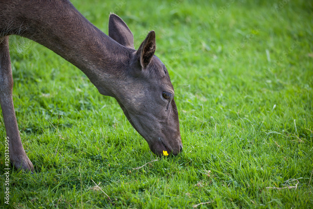 Fototapeta premium Young deer