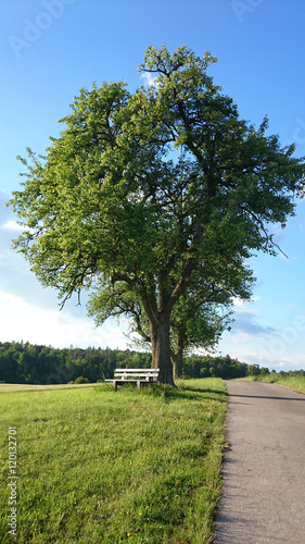 grüne Landschaft mit Baum u...