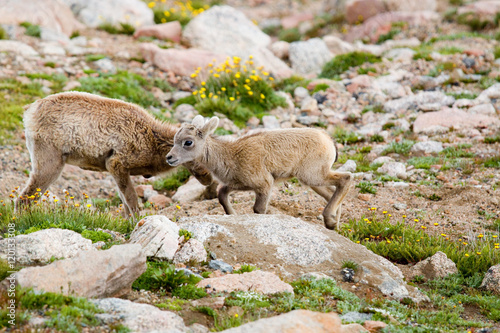 Baby Bighorn Sheep Playing