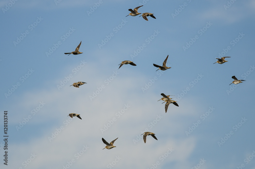 Flock of Wilson's Snipe Flying in a Cloudy Blue Sky