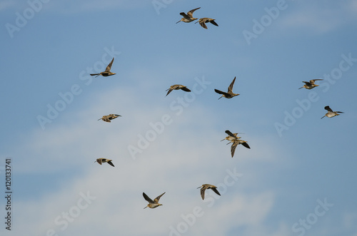 Flock of Wilson s Snipe Flying in a Cloudy Blue Sky