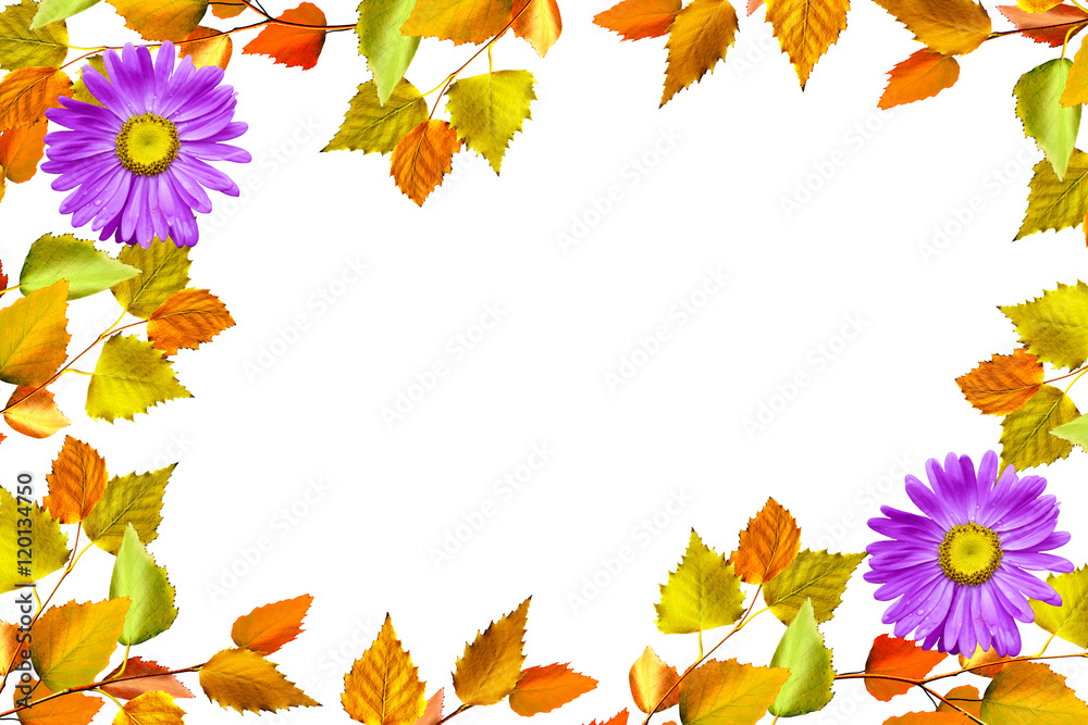 autumn leaves isolated on white background.