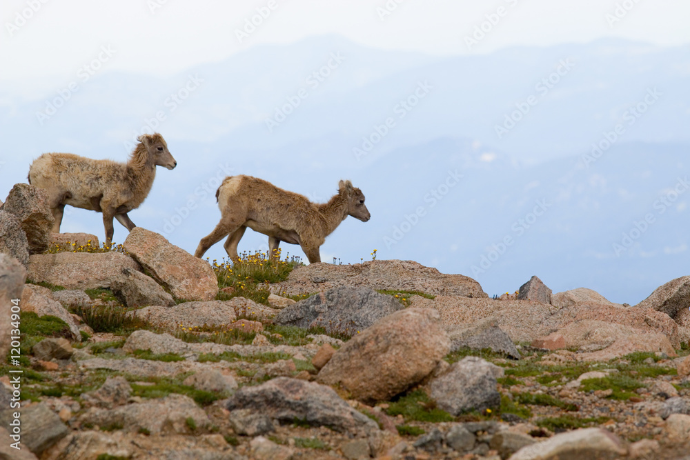 Naklejka premium Bighorn Sheep on Mount Evans Colorado