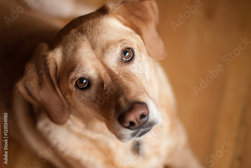 Dog Looking in Camera
