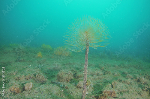 Mediterranean fanworm Sabella spallanzanii on flat bottom covered with fine sediment in Mahurangi Harbour. photo