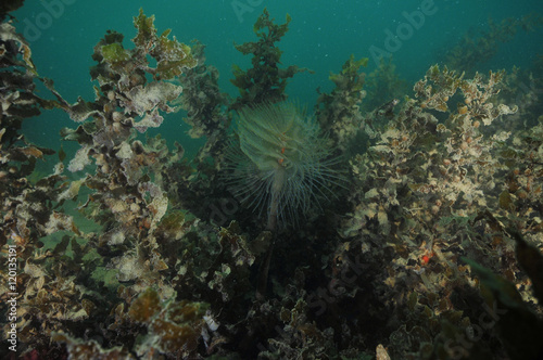 Mediterranean fanworm Sabella spallanzanii hiding among brown seaweeds covered with layer of fine mud.