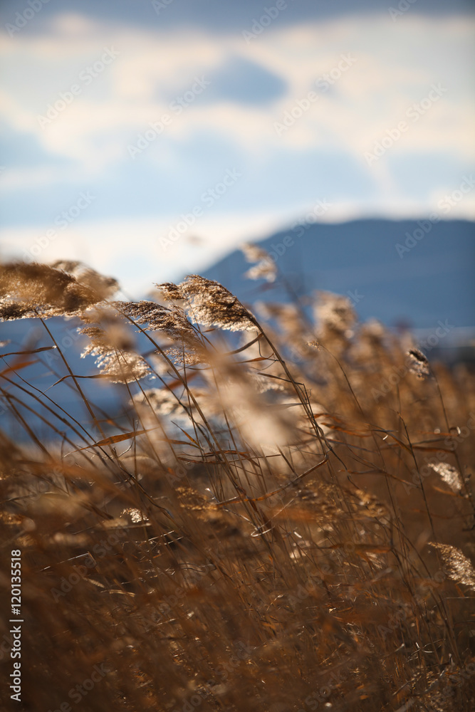 Obraz premium 해질녁 노을 속의 갈대 밭