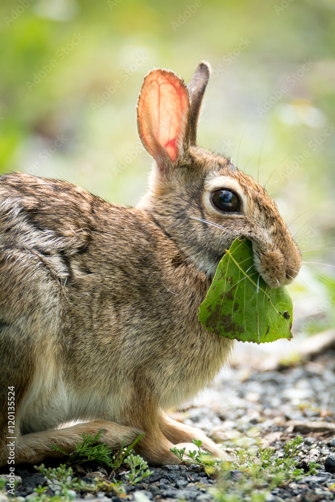 Fototapeta premium small hare