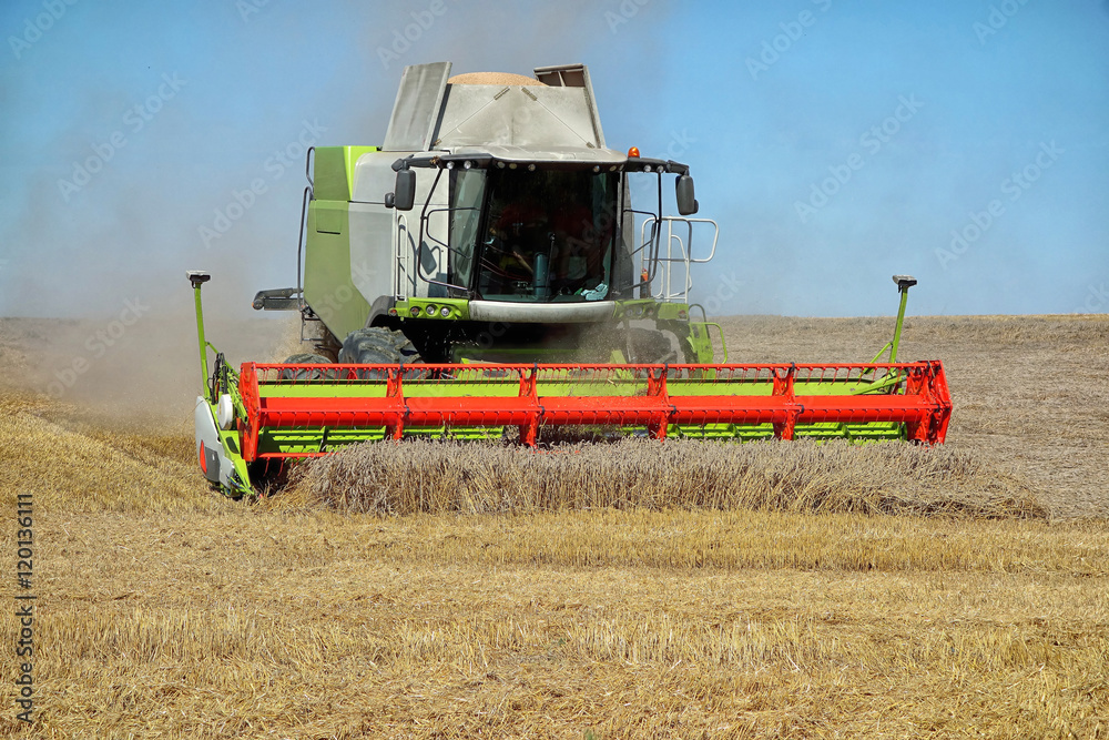 Fototapeta premium Combine harvested wheat field