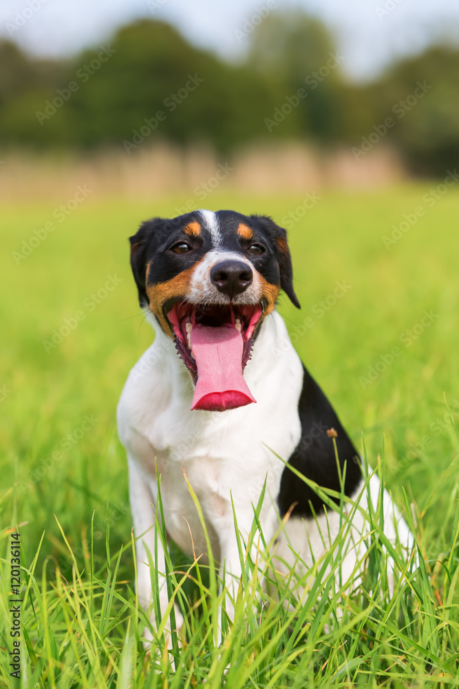 portrait of a panting dog