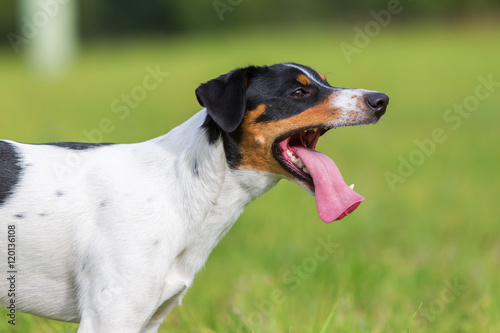 portrait of a panting dog