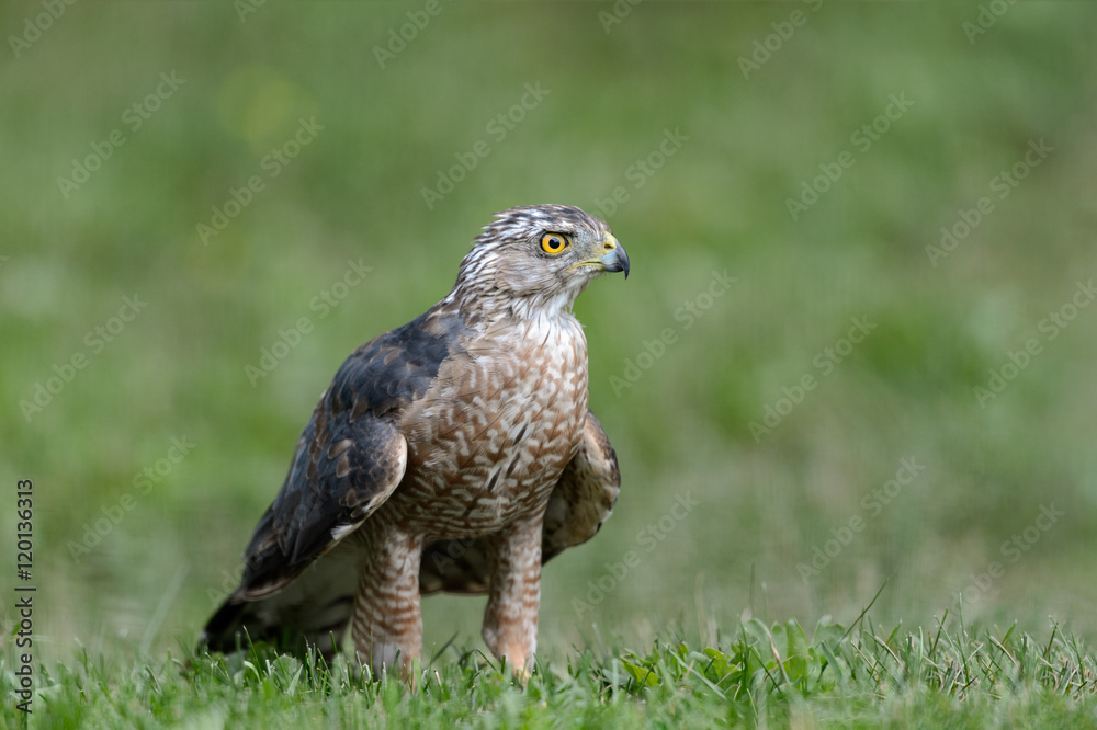 Coopers Hawk in grassy lawn just missed its prey Coopers Hawk in grassy lawn just missed its prey