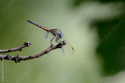 Blue and Orange Dragonfly perched on a twig