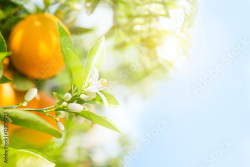 Spring in a orange garden.