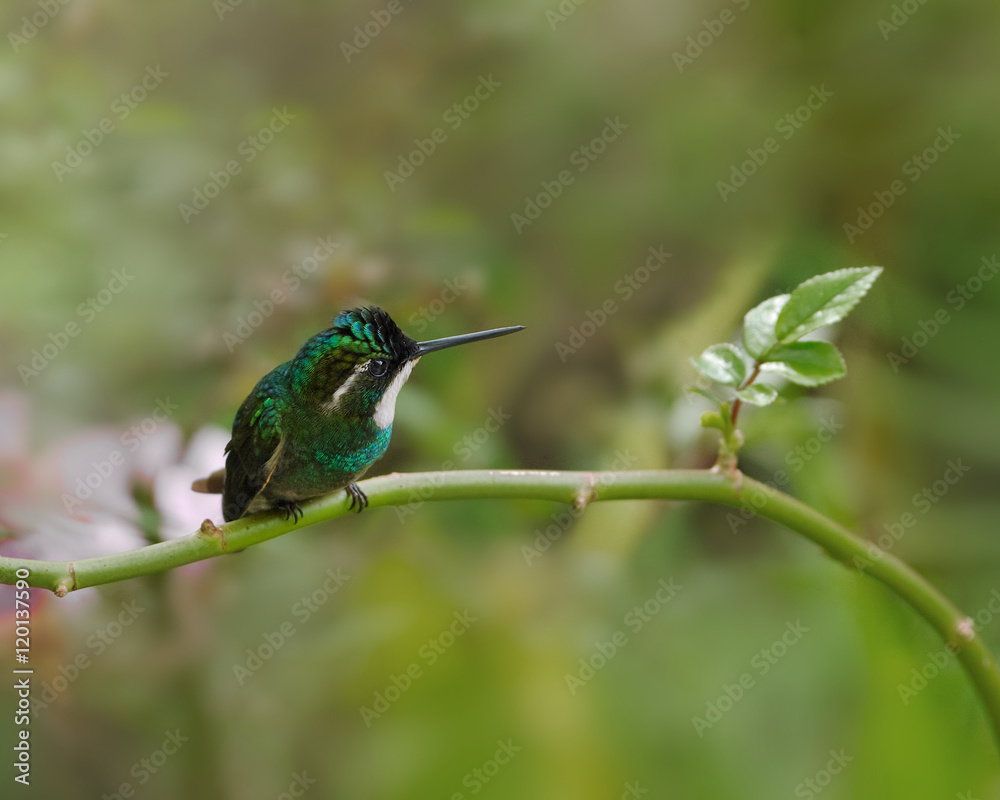 White-throated mountain gem (Lampornis castaneoventris). 