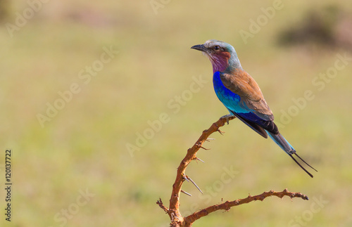 Lilac-Breasted Roller © jamezphillips