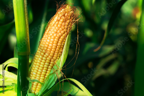 Fresh cob of ripe corn on green field at sunset