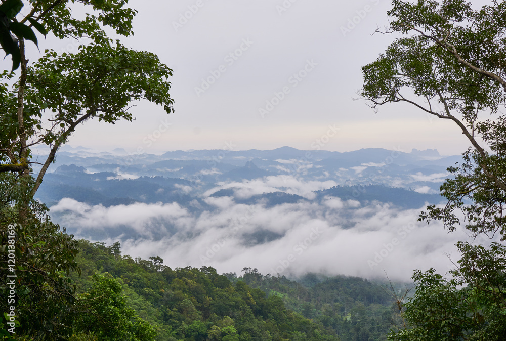 Green rain forest on mountain in the morning. Mist and low cloud between mountains. 