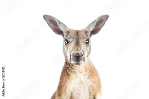 Red Kangaroo on White Fototapet