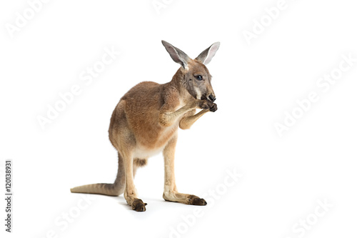 Red Kangaroo on White