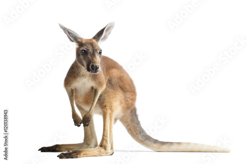 Red Kangaroo on White