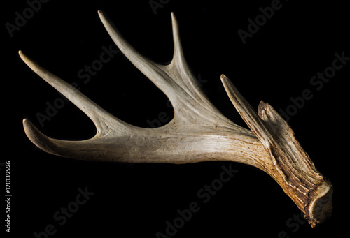 Shed antler from a Whitetail Deer Isolated on Black Close Up