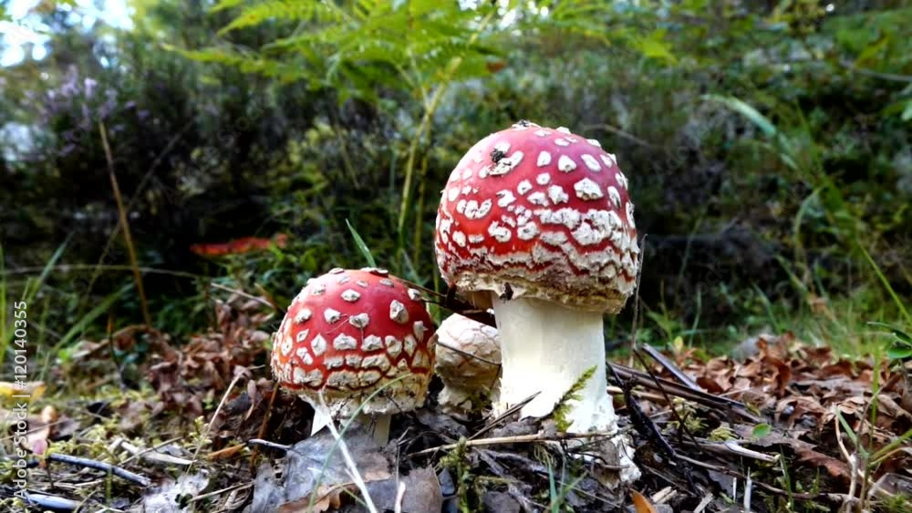 Fly agaric mushroom in swedish forest Fly agaric mushroom in swedish forest