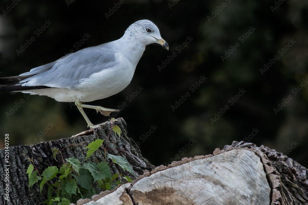 Seagull perched on an old tree trunk closeup Seagull perched on an old tree trunk closeup