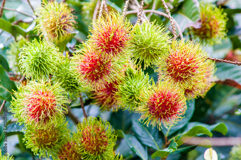Rambutan Tree a Tropical Fruit Rambutan Tree a Tropical Fruit