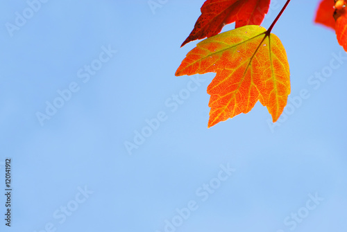 bright autumn leaves against sky